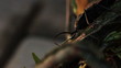 Video: Giant Trichocnemis spiculatus (Ponderous borer) beetle.Vers 4 Giant Trichocnemis spiculatus (Ponderous borer) beetle.Vers 4