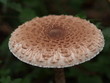 Riesenschirmling