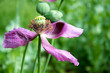 faded poppy on a green background