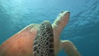 Video: Unterwasserwelt: Meeresschildkröten, Abu Dabbab, Rotes Meer Unterwasserwelt: Meeresschildkröten, Abu Dabbab, Rotes Meer