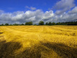 crops