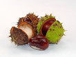 Rosskastanien - Aesculus hippocastanum