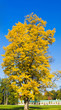 autumn tree