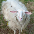 Hausschaf - Ovis orientalis aries