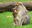 Photo: bébé animal - macaque de barbarie bébé animal - macaque de barbarie