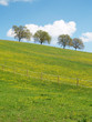 Bäume mit Himmel 27