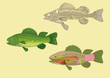 zoology, anatomy of fish , cross-section and skeleton