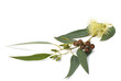 eucalyptus branch