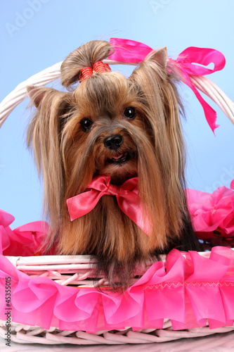 Photo: Beautiful yorkshire terrier in basket on colorful background Beautiful yorkshire terrier in basket on colorful background