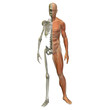 High resolution 3D human ideal for anatomy,medicine and health