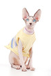 Canadian Sphynx cat wearing yellow dress and pearl necklace