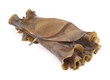 Photo: Kelp Kelp