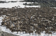 Herd of reindeers