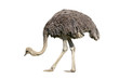 Ostrich