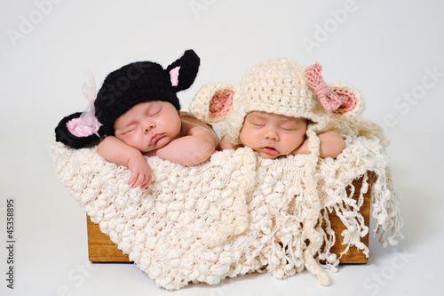 Photo: Newborn Twin Girls Wearing Black Sheep and Lamb Hats Newborn Twin Girls Wearing Black Sheep and Lamb Hats