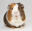 Guinea pig