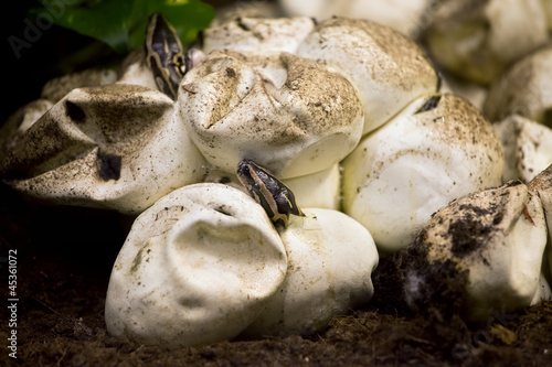 Photo: Python Hatching from Egg Python Hatching from Egg