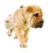 funny sharpei puppies isolated on white background