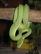 Snake Green tree python