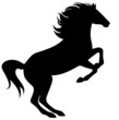 rearing horse fine vector silhouette