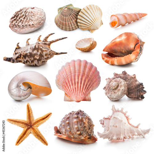Photo: Seashell collection Seashell collection