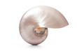 Pearl shell of a Nautilus pompilius