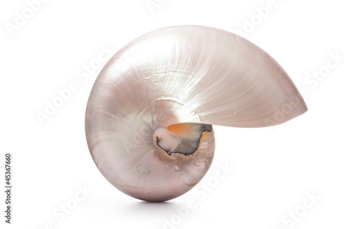 Photo: Pearl shell of a Nautilus pompilius Pearl shell of a Nautilus pompilius