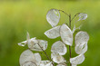 Einjähriges Silberblatt Lunaria annua im September