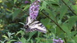 Swallowtail
