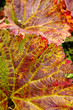 Autumn Leaves
