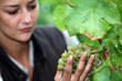 Woman stood by grape vine