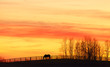 Pasture