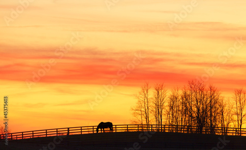 Photo: Pasture Pasture