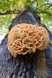 Baumpilz, Laetiporus sulphureus, Schwefelporling,