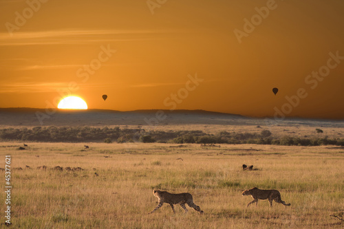 Photo: Alba africana con ghepardi a caccia Alba africana con ghepardi a caccia