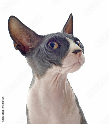 Photo: Sphynx Cat Sphynx Cat