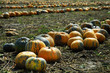 Herbstliches Kürbisfeld