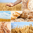 Photo: Collage wheat Collage wheat