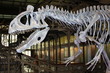 Dinosaure