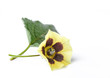 Physalis blossom, isolated