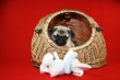 Mops, Welpe, Hundebaby
