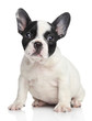 French bulldog puppy