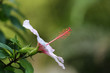 Hibiskus