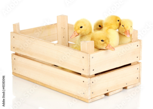 Photo: Duckling in crate isolated on white Duckling in crate isolated on white
