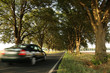 Allee