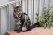 Norwegische Waldkatze
