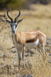 Springbock