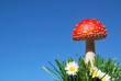 Fliegenpilz4