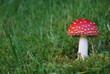 Fliegenpilz11
