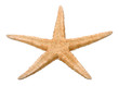 Foto: Seestern Seestern